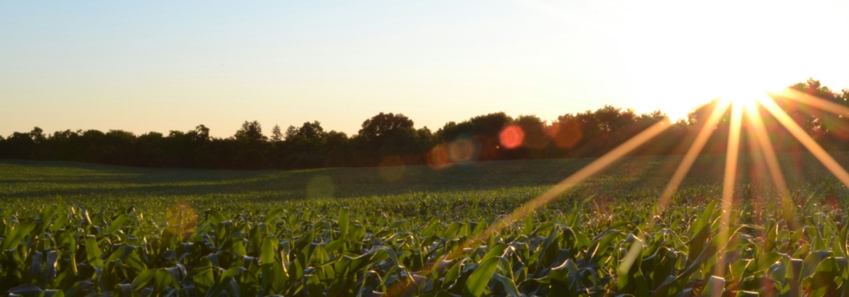 jake-gard-CetB-bTDBtY-unsplash-scaled Cornfield at sunset with sunburst on the right and a distant tree line spanning the horizon.
